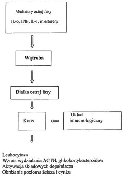 Jakie są rodzaje białek ostrej fazy