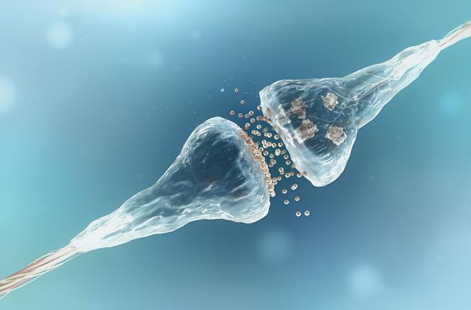 Jakie neuroprzekaźniki odpowiadają za lęk