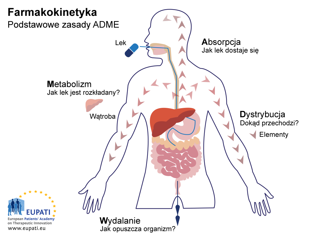 Czym różni się farmakodynamika od farmakokinetyki